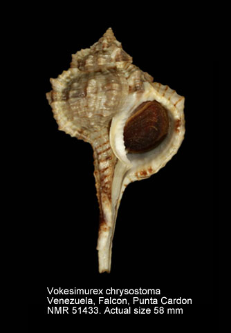 Vokesimurex chrysostoma.jpg - Vokesimurex chrysostoma(G.B.Sowerby,1834)
